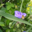 자주마리 이미지