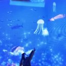 국립해양생물자원관 씨큐리움 이미지