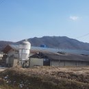 장수양돈 이미지