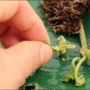 봉황농장 이미지