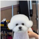 아리스타펫 이미지