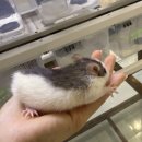 햄스터 분양 햄스터월드 이미지