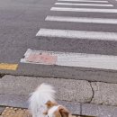 동물병원 유피 이미지