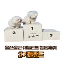 개들랜드 | 🐶 울산 개들랜드 방문 후기