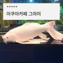 금붕어먹이주기 체험 아쿠아카페 그라미 후기 실내 수족관 데이트