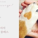 HMC펫케어 이미지