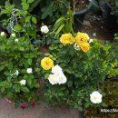 이동꽃마을 이미지