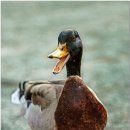 닭오리의 꿈 이미지