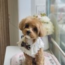 맘스펫살롱 강아지미용 애견샵 네이버블로그
