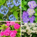 월계유원아파트경로당 | [서울] 초안산 수국동산 / 서울의 새로운 수국명소, 개화상황, 교통편&amp;주차, 6/6~7/6 수국축제와 야간개장