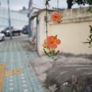 우장춘로 이미지