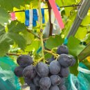 익산원예농협하나로마트 이미지