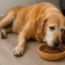 강서동물병원 이미지