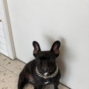 코모네 펫하우스 이미지