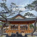 은해사 벚꽃길 | 대구 근교 애견동반 대형 한옥 카페 복숭아꽃 뷰 영천 곡선커피