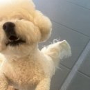 메트로자연유치원 | “안심! 울산애견유치원 바비브라운 비숑프리제 애견유치원”