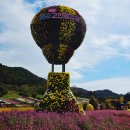 모산길 | [화순] 10월 전남 꽃축제는 여기로! 화순 고인돌 가을꽃 축제