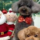 곰스살롱 이미지