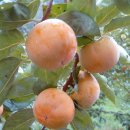 김종옥농장 이미지