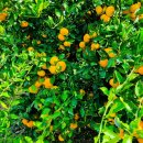 대요농장 이미지