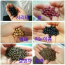 장전서당골 영농조합법인 | [2017]서리태 판매/쥐눈이콩/수수/백태/팥판매 가격,시세,효능,다이어트