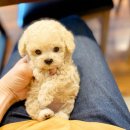 해피그루밍 | 토이푸들 분양 비용 성격 및 특징 정확히 알아보자