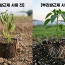 태민농장 | [Q&amp;A] 고추 모종 심고 시들시들할 때, '뿌리 활착' 2배 빨라지는 비결은?