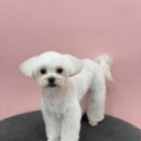 피카소 동물병원 미용 이미지