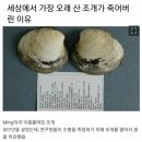 507년을 산 조개가 갑자기 죽은 이유 이미지