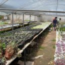 판교농장 이미지