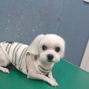 까까줄개 이미지