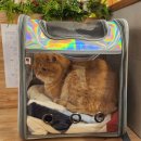 묘연고양이병원 | 김해 묘연고양이병원에서 고양이 잠복고환 수술 후기 🌟