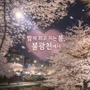 서오능원조카우보이장작구이 | 불광천 벚꽃 2026 밤에 다녀온 후기 주차부터 먹거리까지