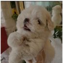 퍼피살롱 이미지