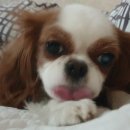 헬로그루밍 이미지