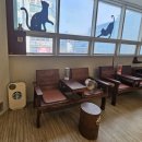 고양이 놀이터 | 일산 고양이카페 라페스타 냥이놀이터 방문 후기