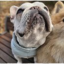 굿데이독 케어센터 이미지