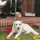 댕댕이의 하루 이미지