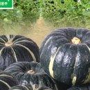 미남농장 이미지