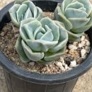 환성농장 이미지