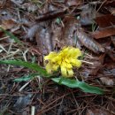 들꽃카페 이미지