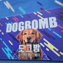 도그베이 | 용인 강아지랑 가볼만 한 곳 애견 동반 수영장 [여기다 댕댕이 골드펫&amp;도그베이] 내돈내산 후기