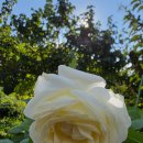 마릴린 먼로 장미 이미지