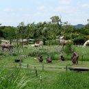 구석기체험숲3 이미지