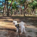 방죽포해수욕장(송림) 이미지