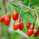 청양약초구기자시장 | 구기자 눈 건강 지키기 - 장시간 컴퓨터 사용자 필수 약초! 눈건강, 시력보호, 항산화