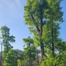 칠봉 송정 캠핑장 이미지