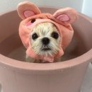 도그지음 이미지