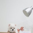 그루밍솔 이미지