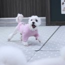 개린이 유치원 | 일산 반려견유치원 강아지유치원 퍼피스프링 일산점, 즐거운 퍼피스프링 생활